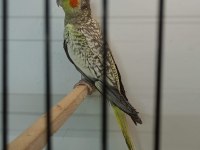 PASİFİK PETSHOPTAN YAVRU SULTAN PAPAĞANLARI
