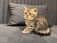 British shorthair kedimiz