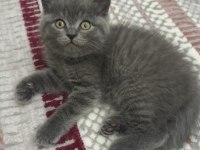 Minik british shorthair kediler