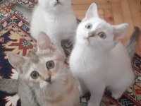 Prenseslerimiz British Shorthair