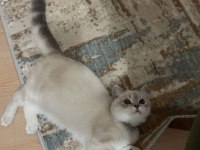 British shorthair kedimiz