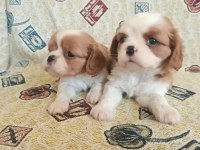 A kalite bebekler yeni sahibini bekliyor cavalier