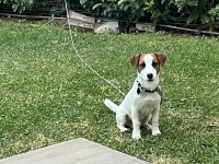 Safkan Tr de nadir Jack Russell 120 günlük ERKEK