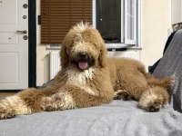 Full eğitimli 6 aylık dev poodle erkek yavru