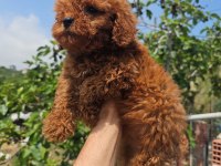 TOY POODLE KÖPEĞİMİZ
