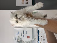 ÜCRETSİZ SAHİPLENDİRME 10 AYLIK KEDİMİZ