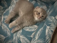Bir buçuk aylık british shorthair