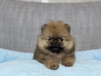 TEA CUP ORANGE AYI SURAT POMERANİAN BOO