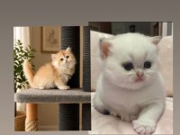 Show Kalite Soyu Belli British Longhair Golden Kedimiz