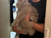 British shorthair dişi kedimiz