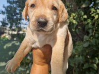 Labrador yavrumuz