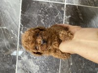 Orjinal minyatür toy poodle yavrular