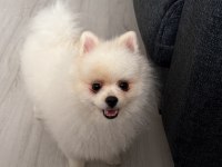 Pomeranian boo köpeğimiz