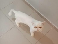 yetişkin exotic shorthair erkek