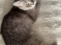British Shorthair Dişi Sahiplendirme Yapılacaktır