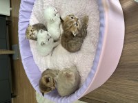 Bebekler british shorthair