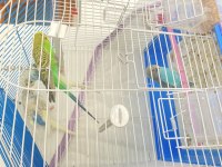 Evde beslediğiniz muhabbet kuşumuzun yavruları
