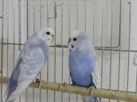 Üretimi bitiriyoruz Uygun Rainbow ve İri Çek kuşlar