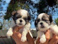Shih-Tzu yavruları