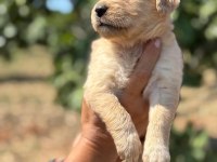 Golden retriever köpeği minnoşlar