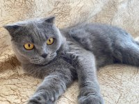 1 kez annelik yapmış scottish fold yavru sahiplendirilecek