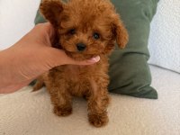 Orjinal Toy Poodle Yavrumuz Maya