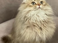 British longhair 4 aylık kedisi