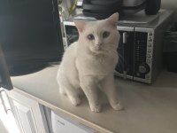 1 yaşında erkek british shorthair