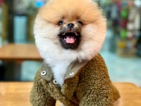 Efsane ayı surat pomeranian