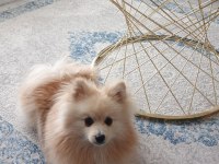 Pomeranian boo köpeği 10 aylık