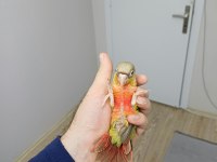 Yüksek Kırmızı Konur Bebek