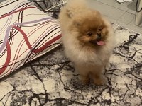 Orijinal ayı surat pomeranian boo