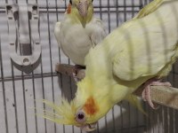 4 takım sultan papağanı