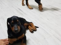 26 HAZİRAN DOĞUMLU DOBERMAN BEBEKLERİMİZ