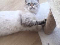 Ücretsiz silver golden point british shorthair