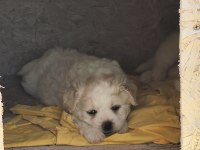 Yavru maltipoo