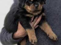 Rotweiler Safkan Köpeğimiz