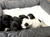 French bulldog yavruları rezervasyon dişi erkek