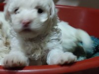 Minik yavrular maltese terrrier