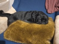 Erkek siyah pug 4 yaşında