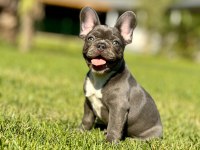 French Bulldog Yavruları ÇİFTLİKTEN   