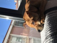 Ücretsiz sahiplendirme pinscher