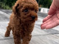 TOY POODLE KÖPEĞİ YAVRULAR