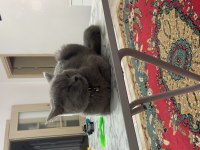 9 aylık British shorthair