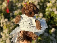 En küçük boy toy poodle yavrularım