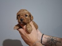 Oyuncaktan farksız poodle