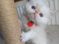 SAFKAN İRAN KEDİSİ YAVRULARI
