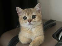 British shorthair gold