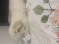 Ücretsiz maltese terrier