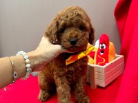 Safkan Toy Poodle Yavrularımız